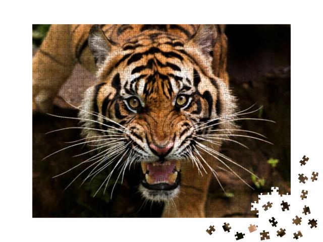 Beautiful Face of Sumatran Tiger... Jigsaw Puzzle with 1000 pieces