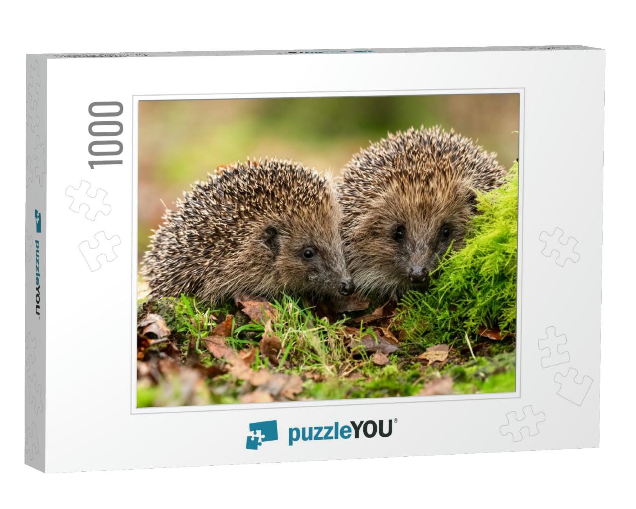 Hedgehogs Scientific Name Erinaceus Europaeus Two Wild, N... Jigsaw Puzzle with 1000 pieces