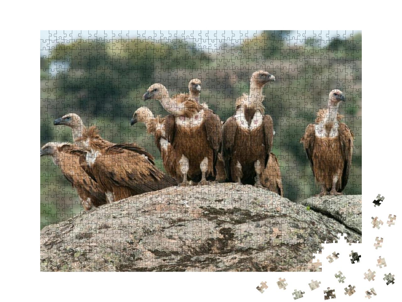 Griffon Vulture Gyps Fulvus Group Perched on Rocks... Jigsaw Puzzle with 1000 pieces