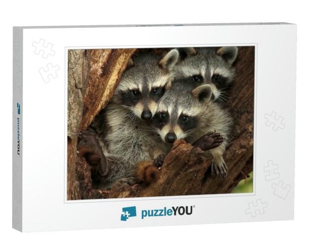Three Cute Raccoons on a Tree... Jigsaw Puzzle