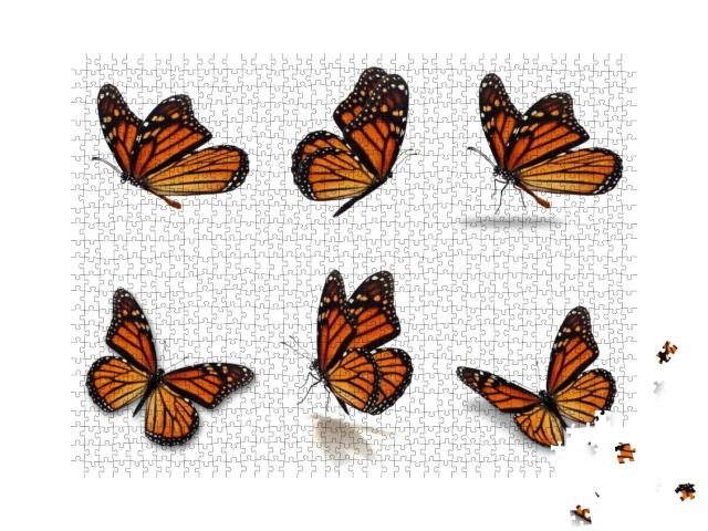 Beautiful Six Monarch Butterflies Set, Isolated on White... Jigsaw Puzzle with 1000 pieces