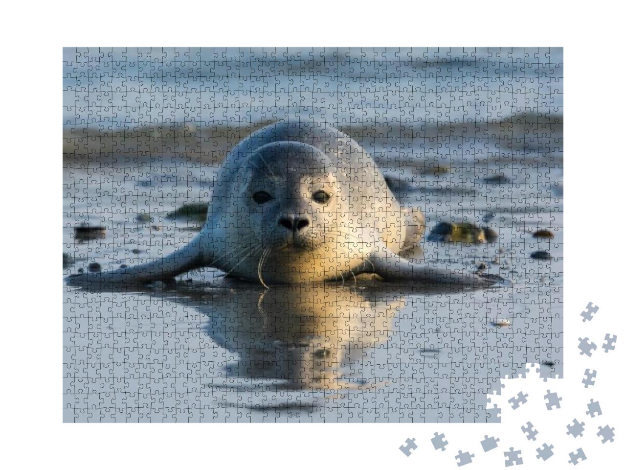 Common Seal Known Also as Harbor Seal, Hair Seal or Spott... Jigsaw Puzzle with 1000 pieces