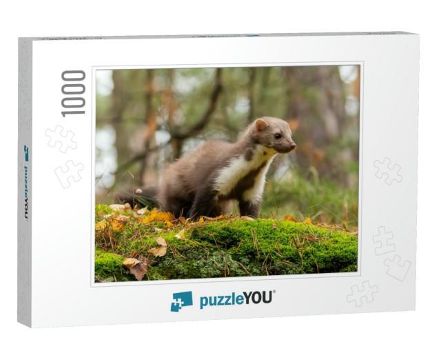 European Pine Marten Marten Searching for Food... Jigsaw Puzzle with 1000 pieces