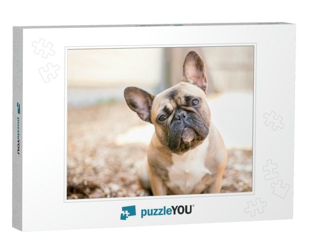 A Cute Fawn Colored French Bulldog... Jigsaw Puzzle