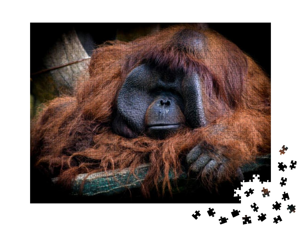 The Male Bornean Orangutan Pongo Pygmaeus is a Species of... Jigsaw Puzzle with 1000 pieces