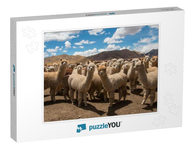 Herd of Alpacas Grazing in Peru, Near Cusco in the Andes... Jigsaw Puzzle