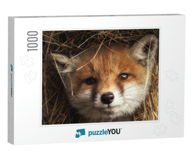 Portrait of a Young Cute Puppy Red Ginger Fox in the Hay... Jigsaw Puzzle with 1000 pieces
