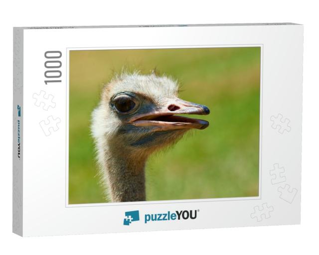 Ostrich Struthio Camelus in the Natural Park of Cabarceno... Jigsaw Puzzle with 1000 pieces