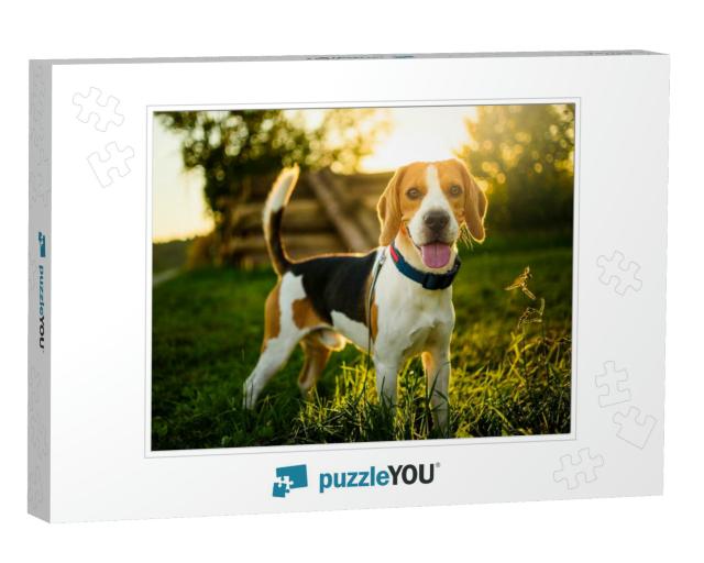 Dog Portrait Back Lit Background. Beagle with Tongue Out... Jigsaw Puzzle
