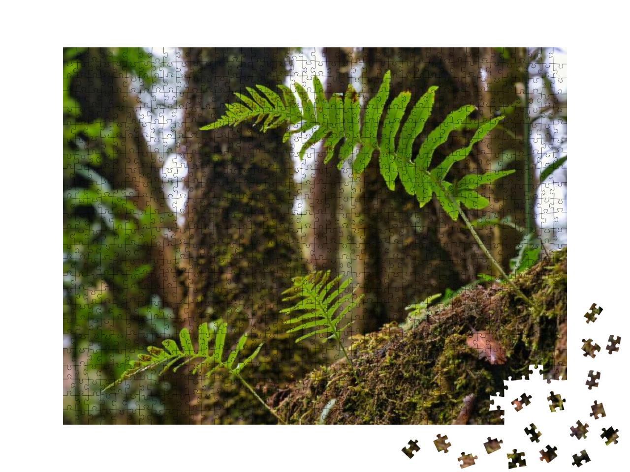 Fern Leaves on a Dark Background in the Forest. Madeira... Jigsaw Puzzle with 1000 pieces