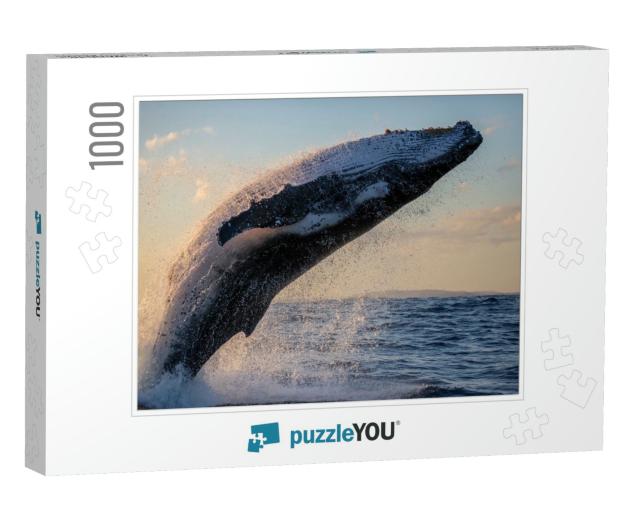Humpback Whale Close Up Breaching Off Sydney Harbor At Su... Jigsaw Puzzle with 1000 pieces