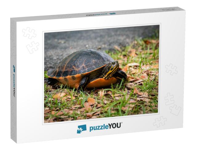 Yellow Bellied Slider Turtle Crossing Road At Okef... Jigsaw Puzzle