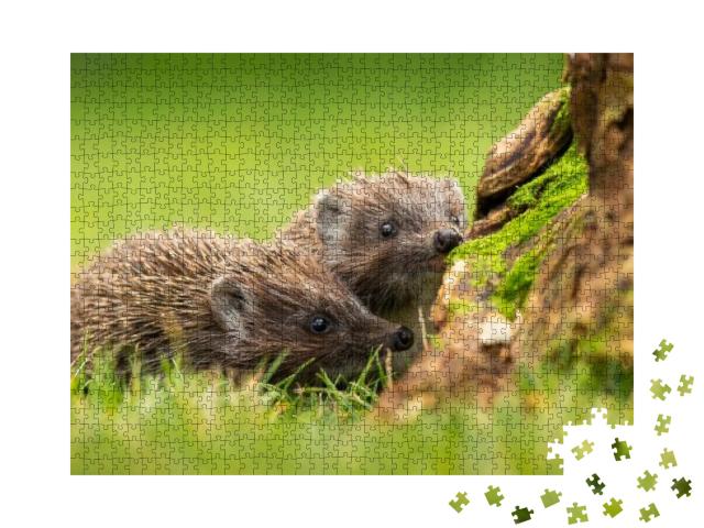 Two Siblings of Northern White-Breasted Hedgehog, Erinace... Jigsaw Puzzle with 1000 pieces