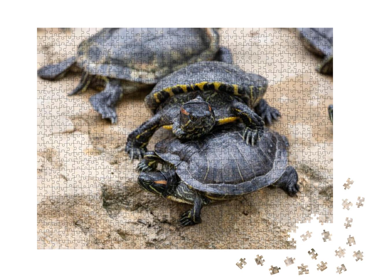 Redear Turtle in Water Pond... Jigsaw Puzzle with 1000 pieces