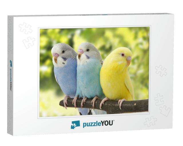 Three Budgies Are in the Roost... Jigsaw Puzzle