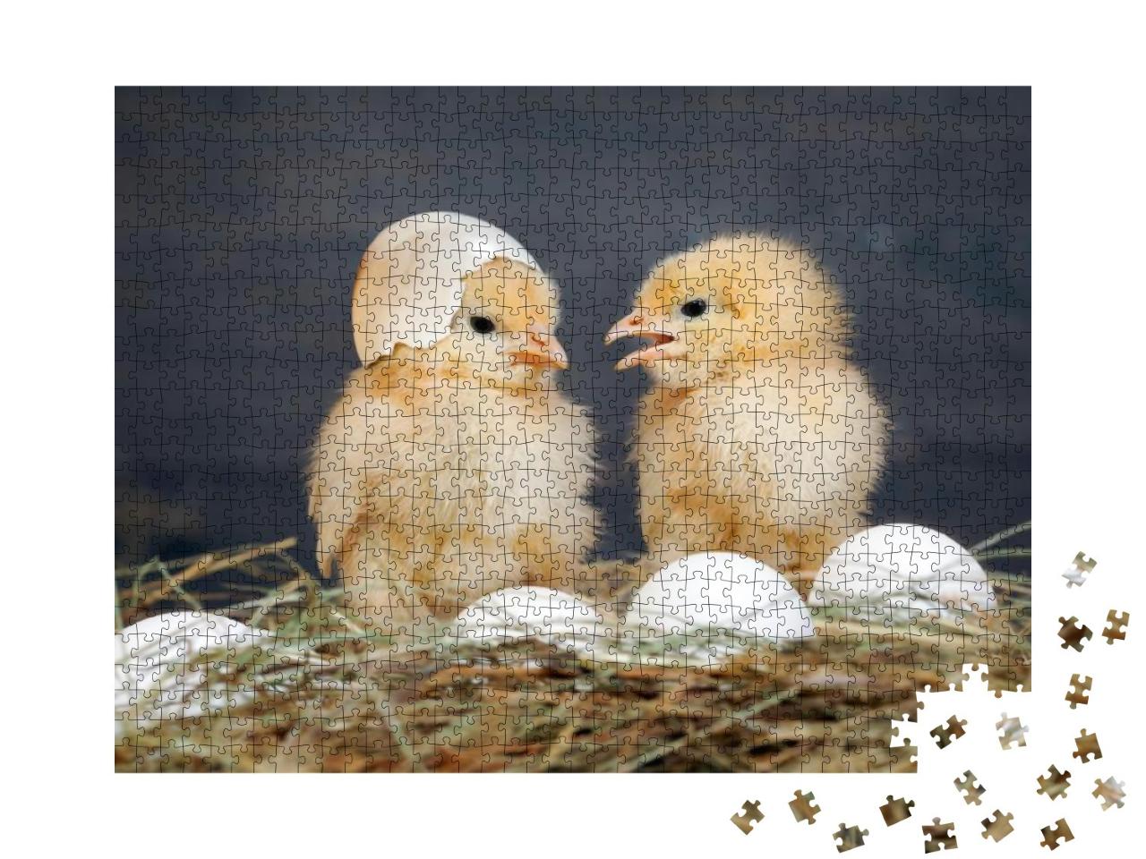 Newborn Chicks. Orange Chicks Communicate with Each Other... Jigsaw Puzzle with 1000 pieces