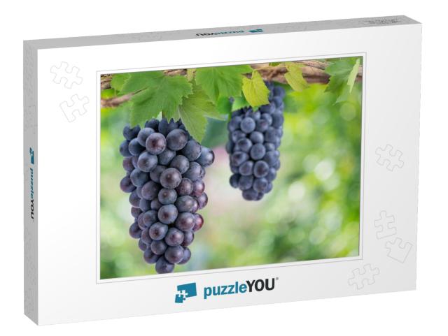 Bunch of Black Wine Grape on a Branch Over Green Natural... Jigsaw Puzzle