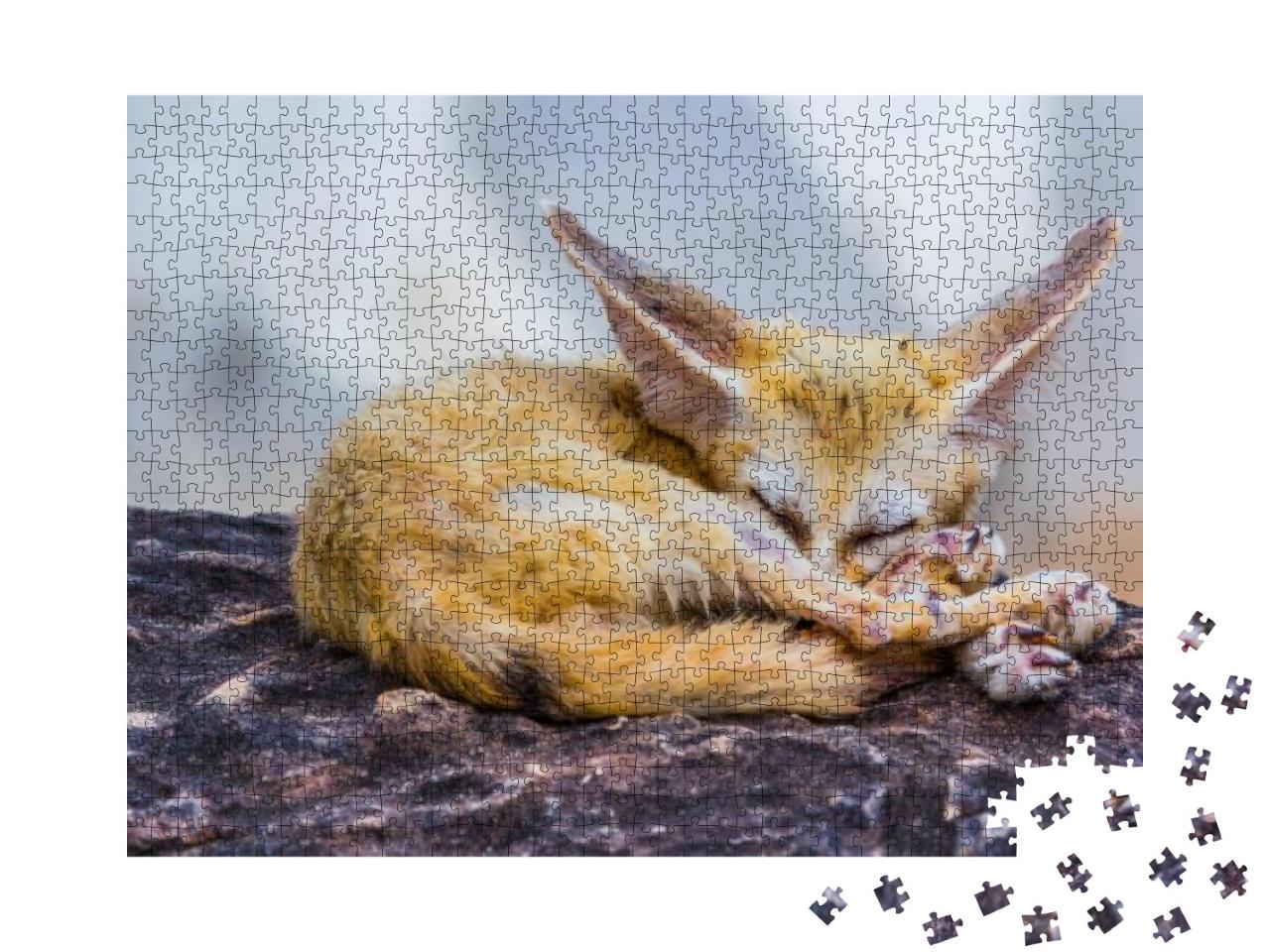 Small Fennec Fox Sleeping, Nature... Jigsaw Puzzle with 1000 pieces