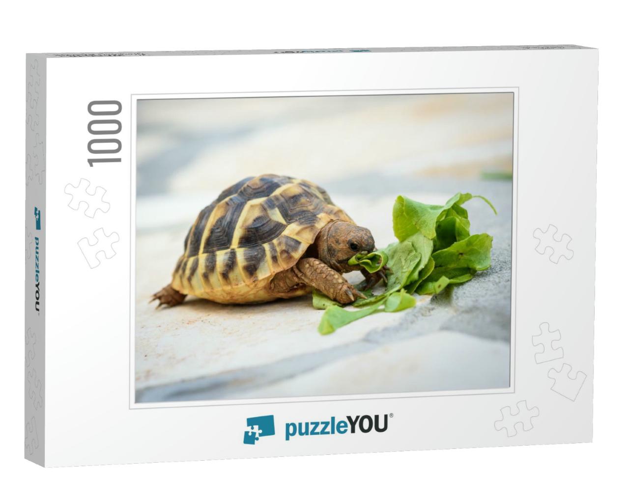 Pet Turtle Eating Lettuce Salad on Stone Paved Terrace. E... Jigsaw Puzzle with 1000 pieces