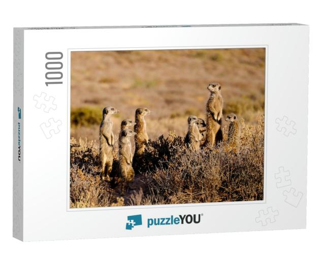 A Family of Meerkats Photographed Early in the Morning. T... Jigsaw Puzzle with 1000 pieces