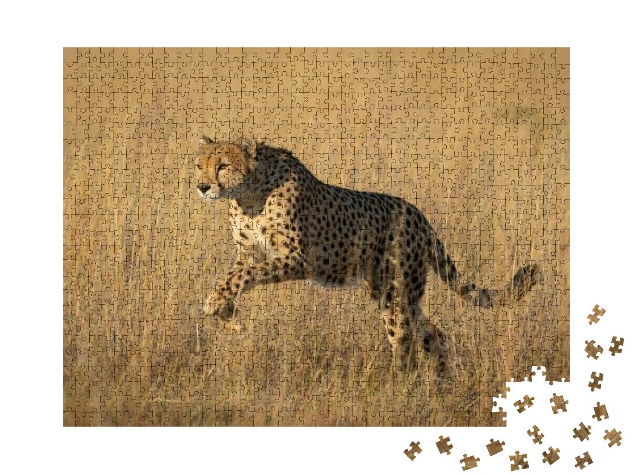 One Adult Cheetah Full Body Side View of Her Leaping Over... Jigsaw Puzzle with 1000 pieces