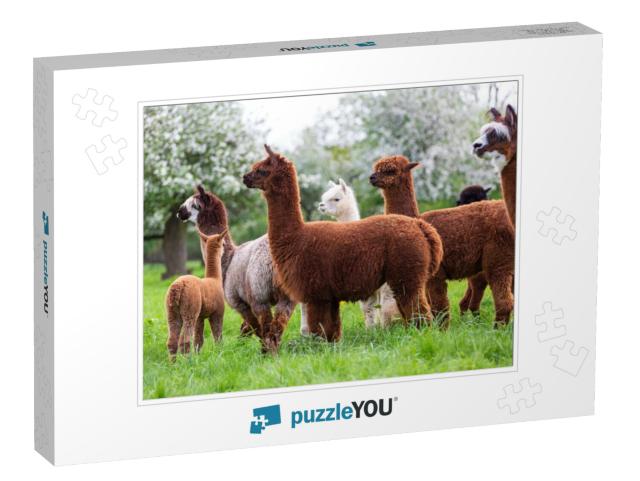 Alpaca Herd on a Spring Meadow, South American Mammals... Jigsaw Puzzle