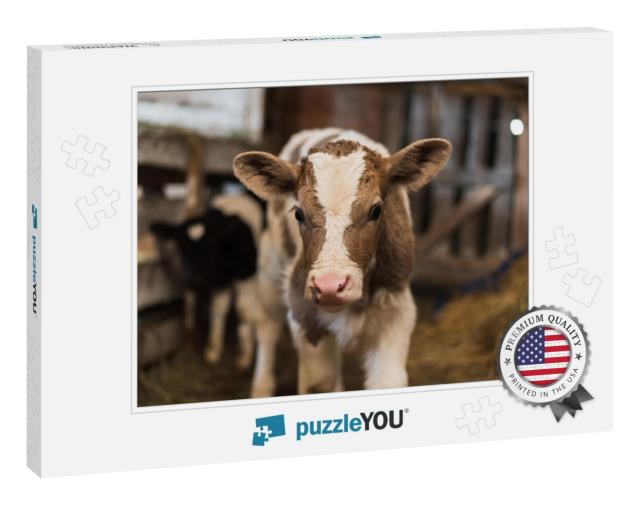 A Cute Calf Stands in a Wooden Shed in the Village & Look... Jigsaw Puzzle