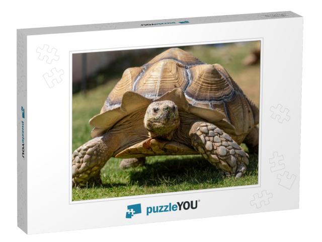 A Very Large, Pet Desert Tortoise Walking on the B... Jigsaw Puzzle