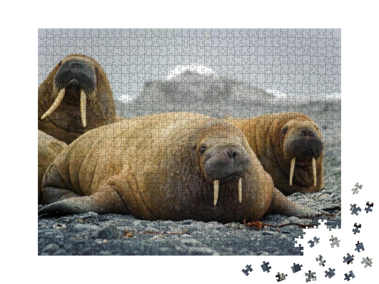 Walruses Lie on a Beach in the Arctic, on Franz Josef Lan... Jigsaw Puzzle with 1000 pieces