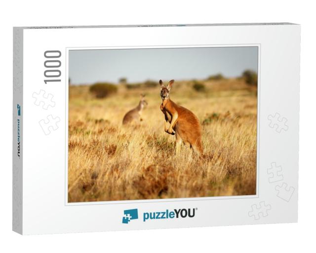 Red Kangaroo Standing Up in Grasslands in the Australian... Jigsaw Puzzle with 1000 pieces