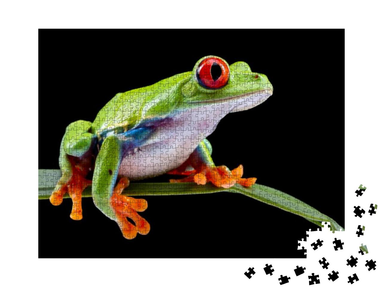 Red Eyed Tree Frog, Agalychnis Callidryas, on a Leaf with... Jigsaw Puzzle with 1000 pieces