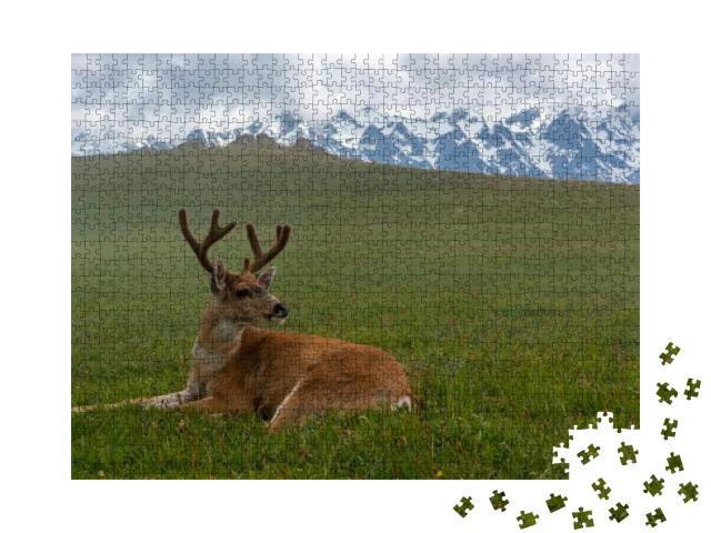 Usa, Washington State, Olympic National Park. Resting Bla... Jigsaw Puzzle with 1000 pieces