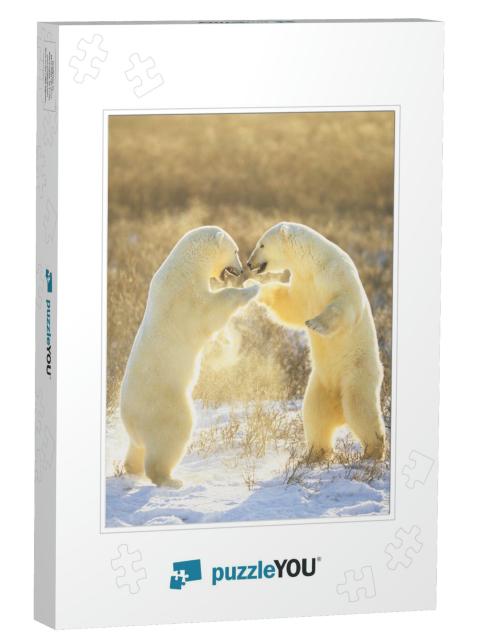 Polar Bears from Canada. Polar Bears Play Fight. Polar Be... Jigsaw Puzzle