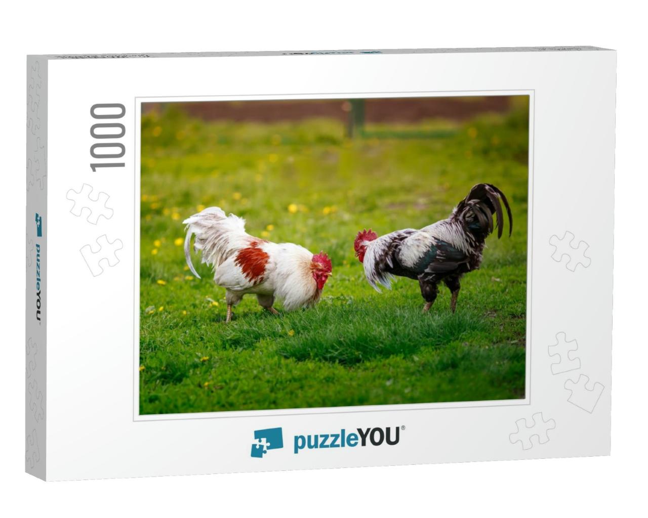 Two Roosters Black & White Fight on the Green Grass in th... Jigsaw Puzzle with 1000 pieces