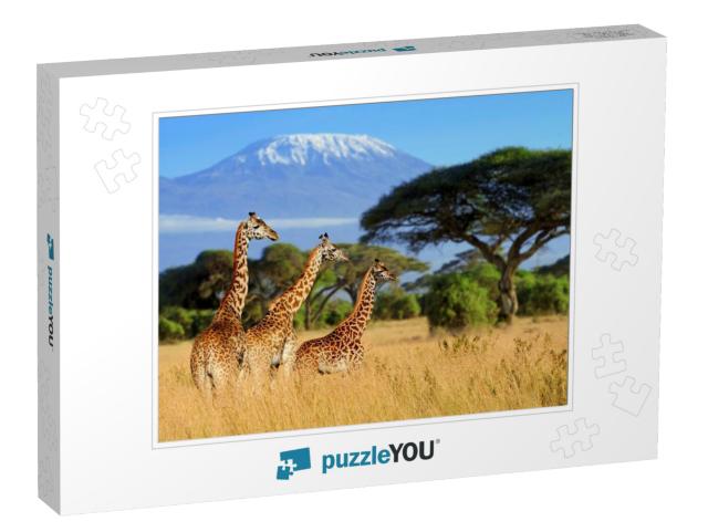 Three Giraffe on Kilimanjaro Mount Background in National... Jigsaw Puzzle