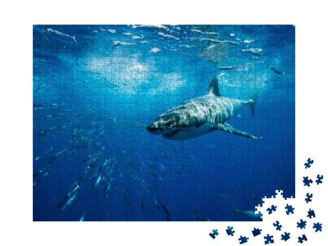 Great White Shark Guadalupe Island Mexico White Shark Big... Jigsaw Puzzle with 1000 pieces
