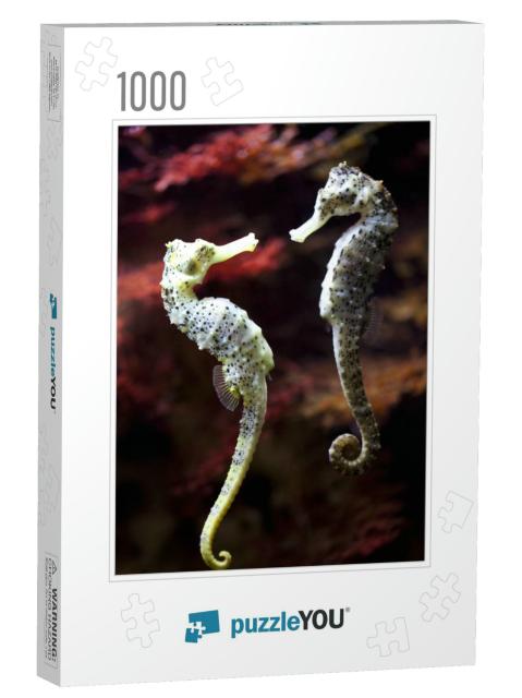 Real Alive - Swimming Couple of Long-Snouted Seahorse in... Jigsaw Puzzle with 1000 pieces