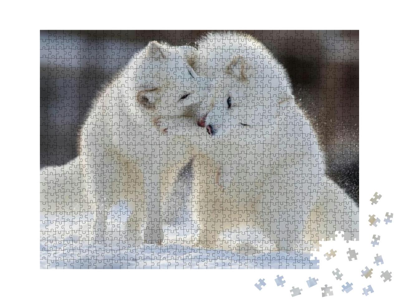 Arctic Fox Fighting in Winter... Jigsaw Puzzle with 1000 pieces