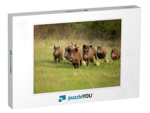 Group of Wild Boars, Sus Scrofa, Running in Spring Nature... Jigsaw Puzzle