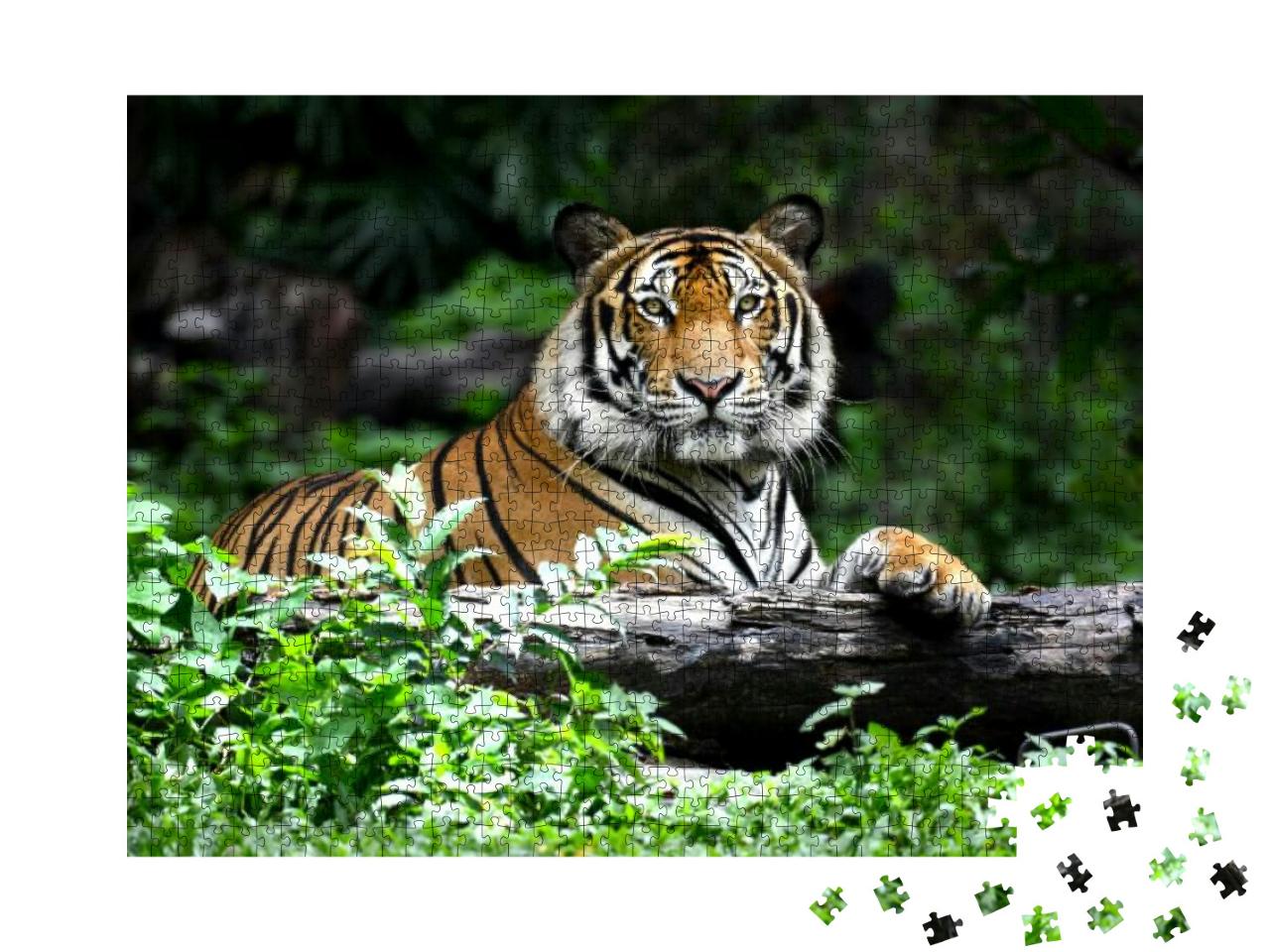 Bengal Tiger in Forest Show Head & Leg... Jigsaw Puzzle with 1000 pieces