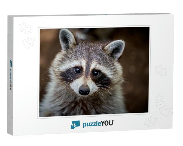 Closeup Portrait of a Raccoon Washing Too Cute... Jigsaw Puzzle