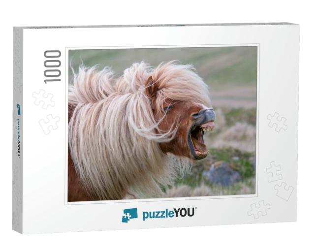 A Lone Shetland Pony Brays, Showing His Teeth on a Scotti... Jigsaw Puzzle with 1000 pieces