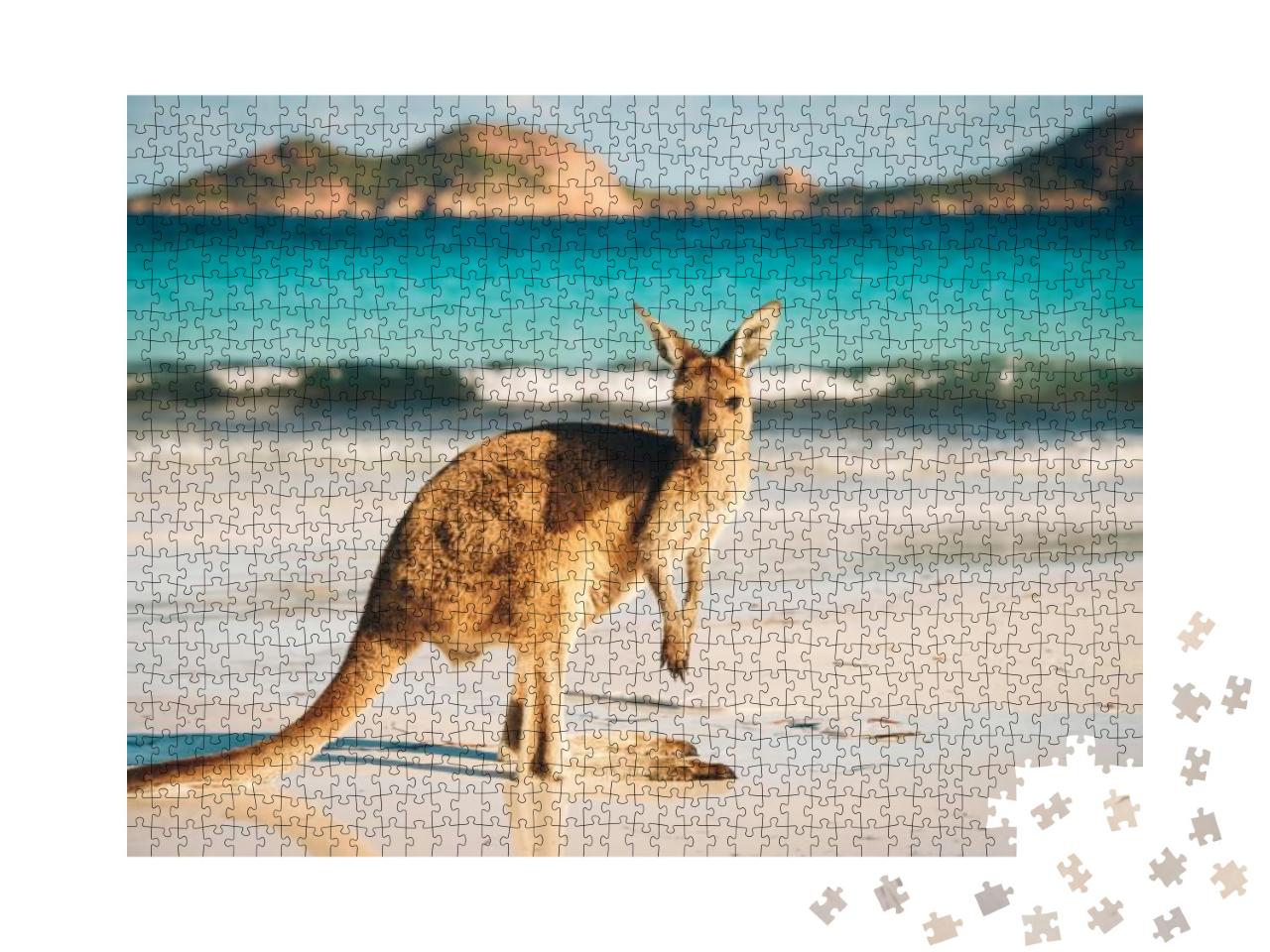 Kangaroo At Lucky Bay in the Cape Le Grand National Park... Jigsaw Puzzle with 1000 pieces