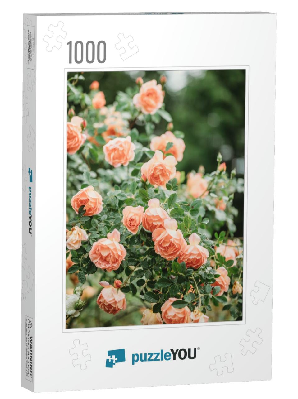 Delicate Peach Roses in a Full Bloom in the Garden. Close... Jigsaw Puzzle with 1000 pieces