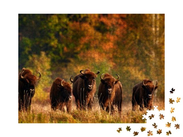 Bison Herd in the Autumn Forest, Sunny Scene with Big Bro... Jigsaw Puzzle with 1000 pieces