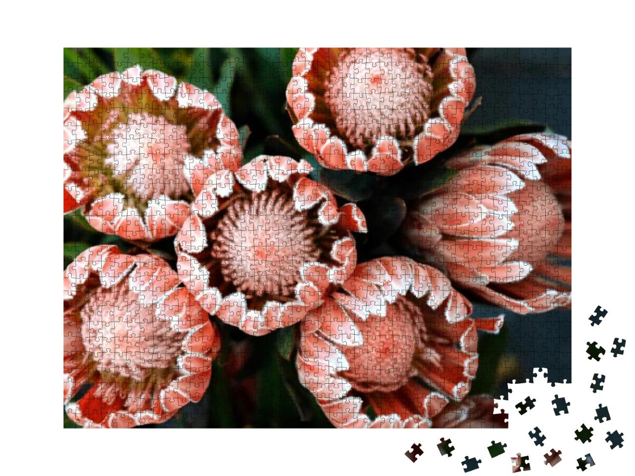 King Protea or Protea Cynaroides is Flowering with Large... Jigsaw Puzzle with 1000 pieces
