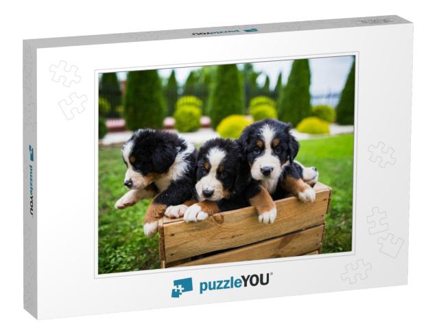 Young Bernese Mountain Dogs in Wooden Box, Bernese Mounta... Jigsaw Puzzle