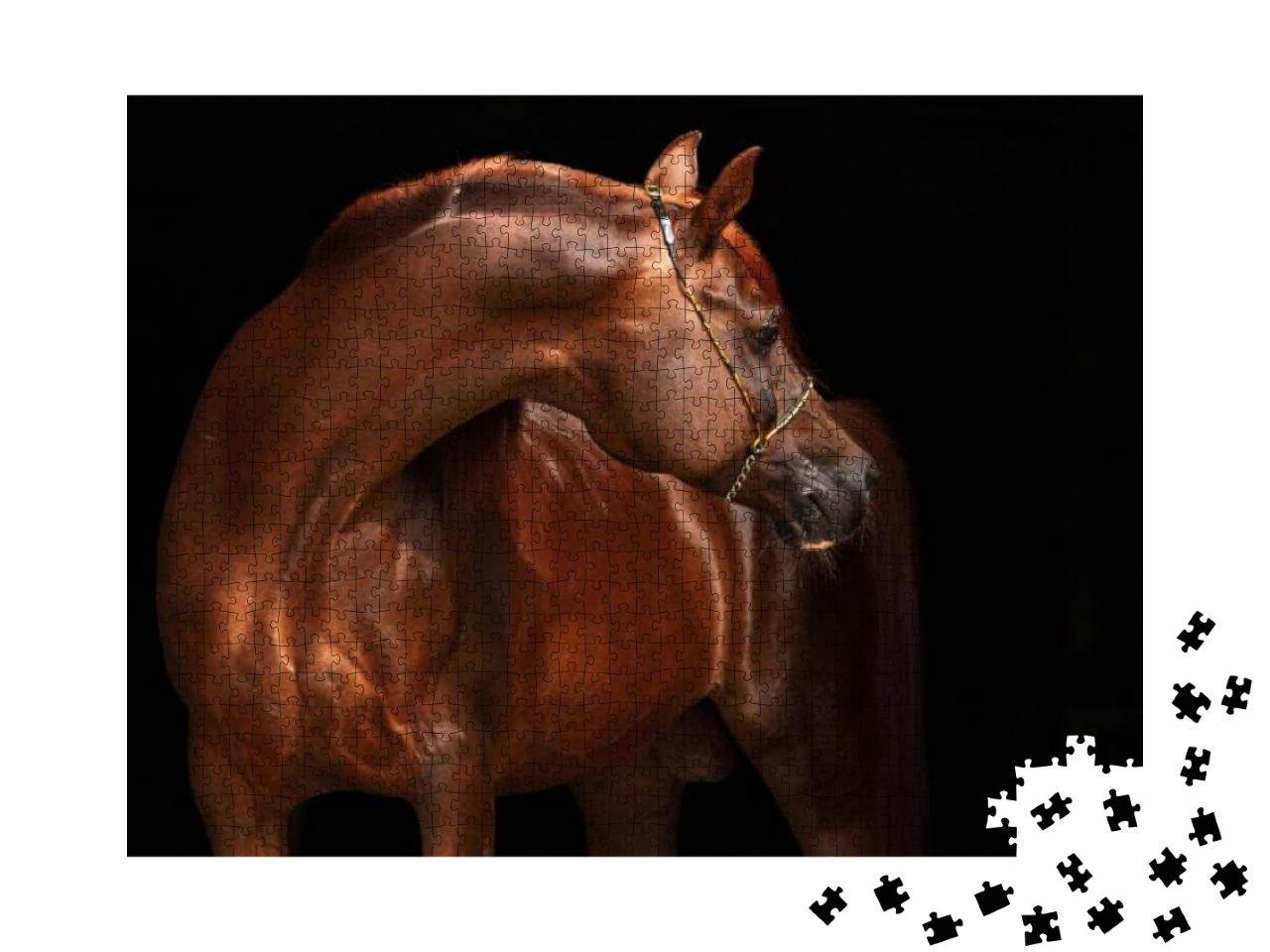 Portrait of a Splendid Purebred Arabian Stallion Against... Jigsaw Puzzle with 1000 pieces