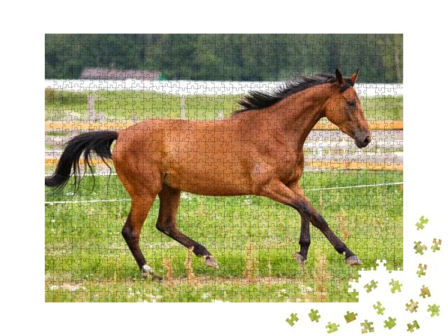 Horse Walking on Grass Field... Jigsaw Puzzle with 1000 pieces