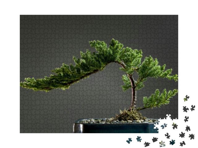 Juniper Bonsai Tree with Grey Background... Jigsaw Puzzle with 1000 pieces